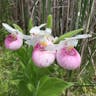 Queen lady's-slipper (Cypripedium reginae)-i