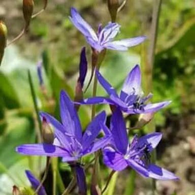 Satin flower