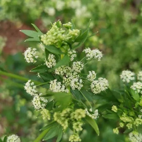 セロリ（塘蒿） (Apium graveolens)-i