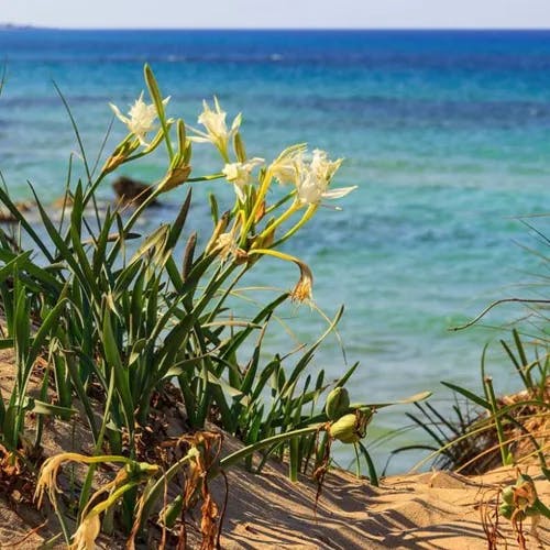 Sea-daffodil (Pancratium maritimum)-i