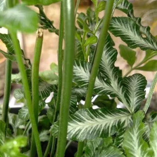 ホコシダ（ホコシダ） (Pteris ensiformis)-i