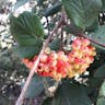 Mealytree (Viburnum lantana)-i