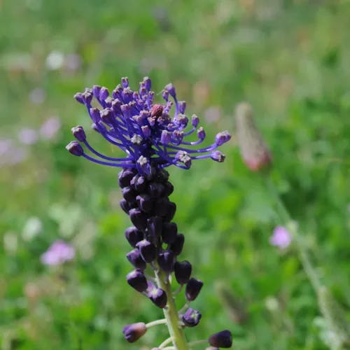 ハネムスカリ（羽根ムスカリ） (Muscari comosum)-i