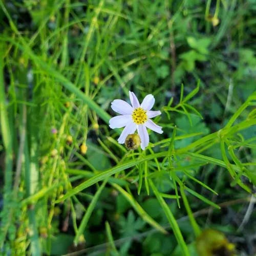 Pink tickseed (Coreopsis rosea)-i