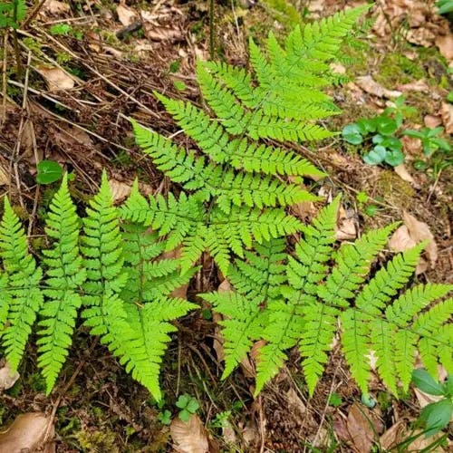 シラネワラビ（白根蕨） (Dryopteris expansa)-i