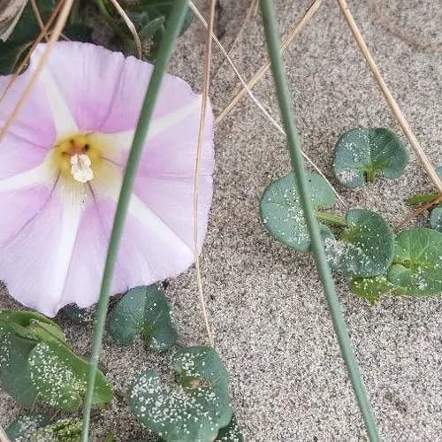 ハマヒルガオ（浜昼顔） (Calystegia soldanella)-i