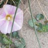 ハマヒルガオ（浜昼顔） (Calystegia soldanella)-i