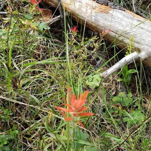 Scarlet paintbrush (Castilleja miniata)-i