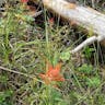 Scarlet paintbrush (Castilleja miniata)-i