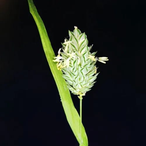 カナリークサヨシ（加那利草葦） (Phalaris canariensis)-i