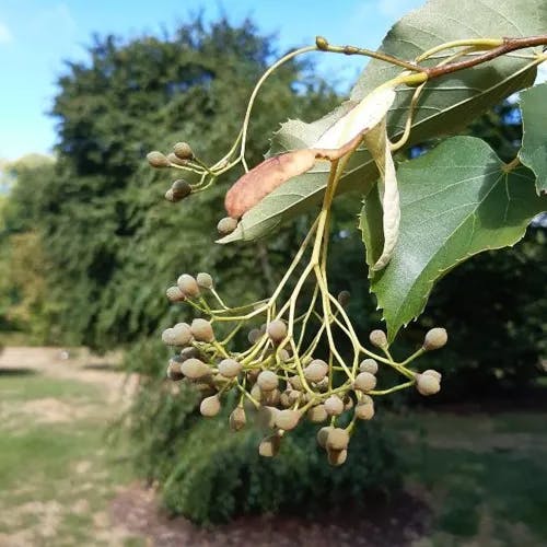 シナノキ（科木） (Tilia japonica)-i