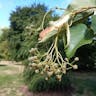 シナノキ（科木） (Tilia japonica)-i