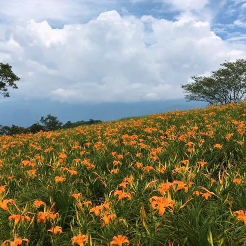 ウコンカンゾウ（ウコン萱草） (Hemerocallis citrina)-i