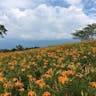 Citron day-lily (Hemerocallis citrina)-i