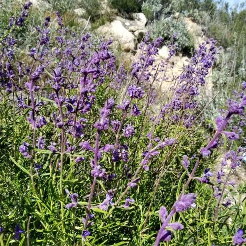 Woolly bluecurls (Trichostema lanatum)-i