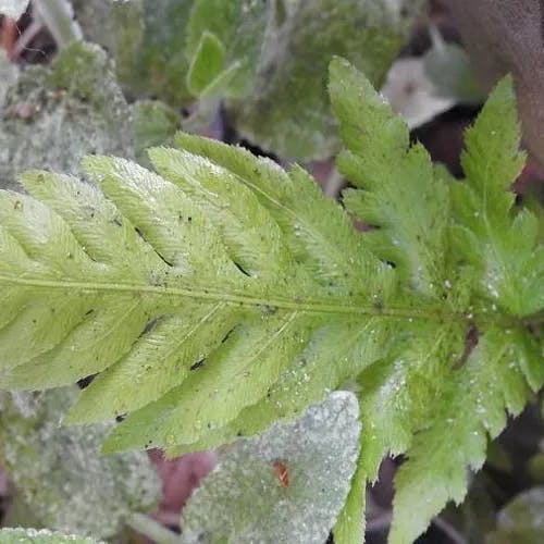 Giant chain fern (Woodwardia fimbriata)-i