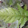 Giant chain fern (Woodwardia fimbriata)-i