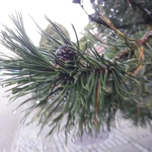 モンタナマツ（モンタナ松） (Pinus mugo)の特徴,育て方,花言葉