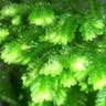 Garden selaginella (Selaginella kraussiana)-i