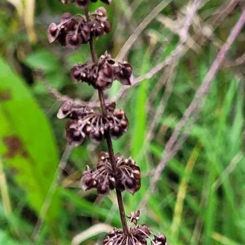 アレチギシギシ（荒地羊蹄） (Rumex conglomeratus)-i