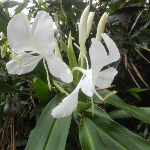 ハナシュクシャ（花縮紗） (Hedychium coronarium)-i