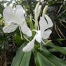 ハナシュクシャ（花縮紗） (Hedychium coronarium)-i