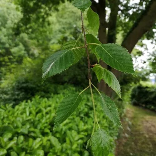 ダケカンバ（岳樺） (Betula ermanii)-i