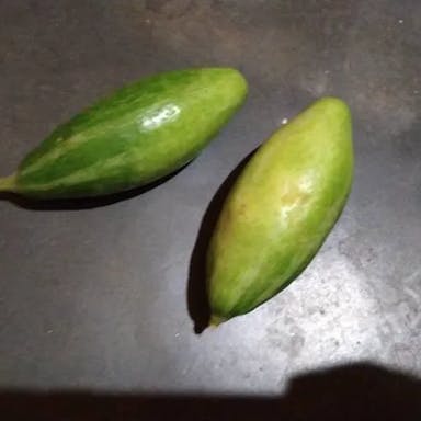 Pointed gourd