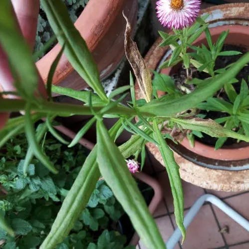 ムギワラギク（麦藁菊） (Xerochrysum bracteatum)-i