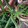 ムギワラギク（麦藁菊） (Xerochrysum bracteatum)-i