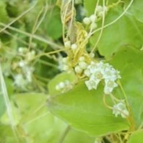 マメダオシ（豆倒し） (Cuscuta australis)-i