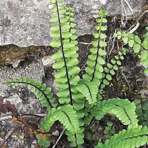 チャセンシダ（茶筅羊歯） (Asplenium trichomanes)-i