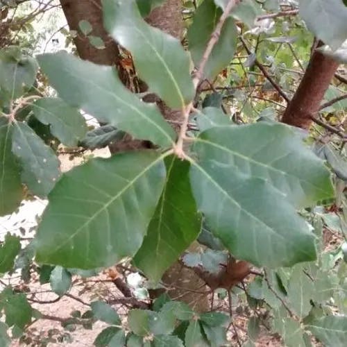 セイヨウヒイラギガシ（西洋柊樫） (Quercus ilex)-i