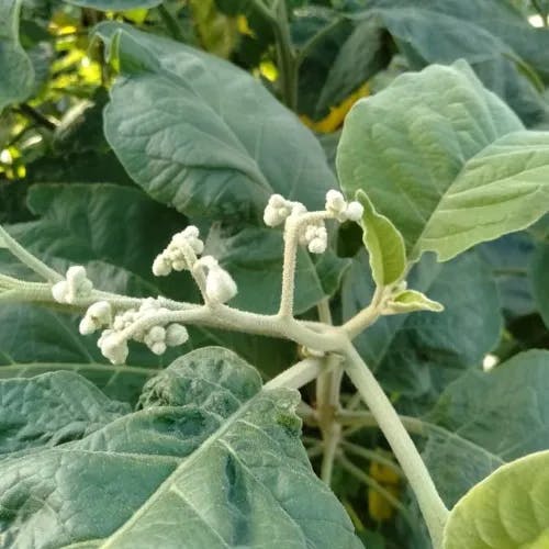 ヤンバルナスビ（山原茄子） (Solanum erianthum)-i