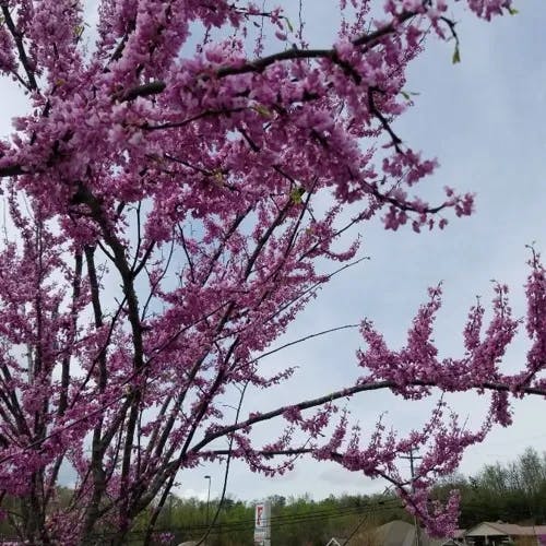 アメリカハナズオウ（亜米利加花蘇芳） (Cercis canadensis)-i