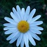 デージー (Bellis perennis)-i