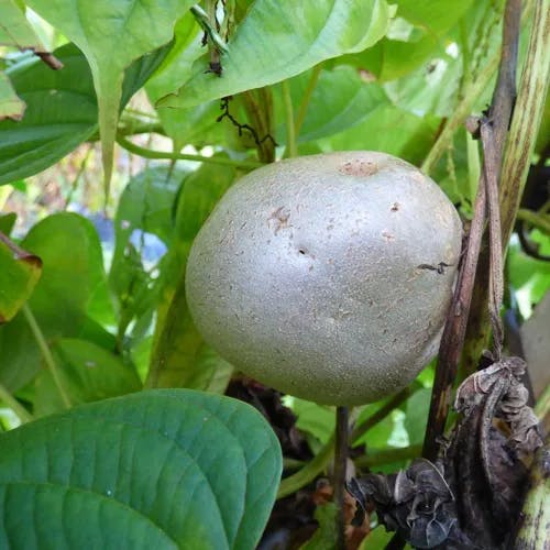 ニガカシュウ（苦何首烏） (Dioscorea bulbifera)-i