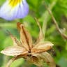 サンシキスミレ（三色菫） (Viola tricolor)-i
