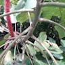 ベニヒモノキ（紅紐木） (Acalypha hispida)-i