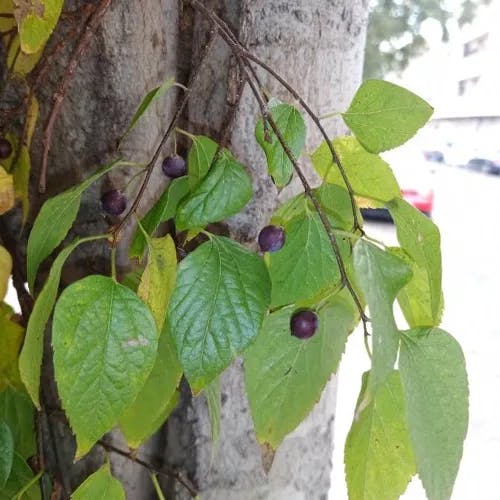 アメリカエノキ（アメリカ榎） (Celtis occidentalis)-i