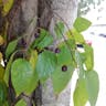 アメリカエノキ（アメリカ榎） (Celtis occidentalis)-i