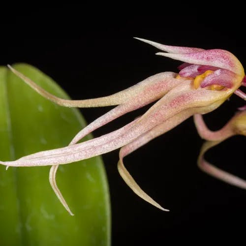 シコウラン（紫香蘭） (Bulbophyllum macraei)-i