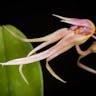 シコウラン（紫香蘭） (Bulbophyllum macraei)-i