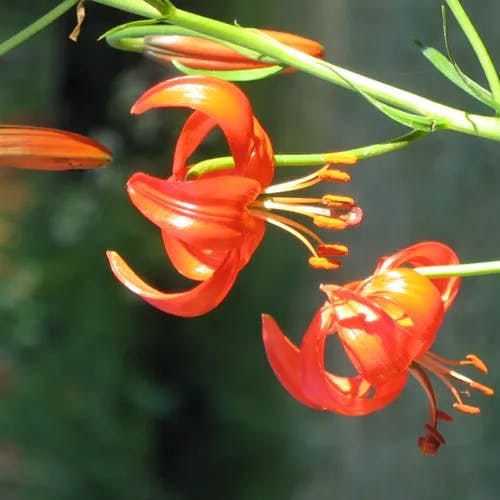 イトハユリ（糸葉百合） (Lilium pumilum)-i