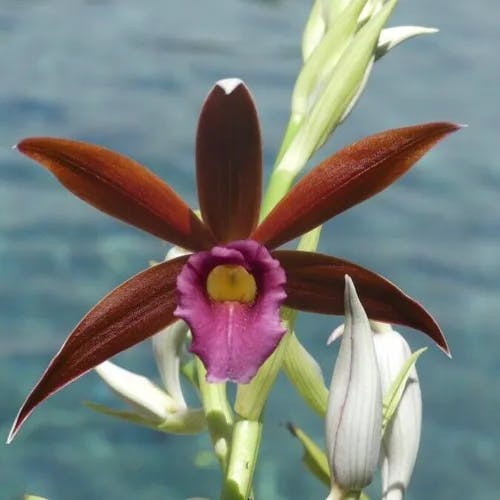 カクチョウラン（鶴頂蘭） (Phaius tankervilleae)-i