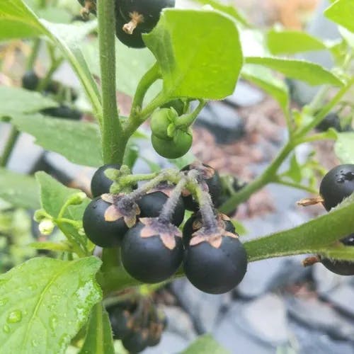 Garden-huckleberry (Solanum scabrum)-i