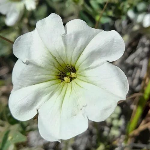 Large white petunia (Petunia axillaris)-i