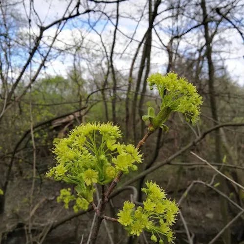 ノルウェーカエデ (Acer platanoides)-i