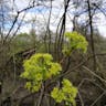 ノルウェーカエデ (Acer platanoides)-i