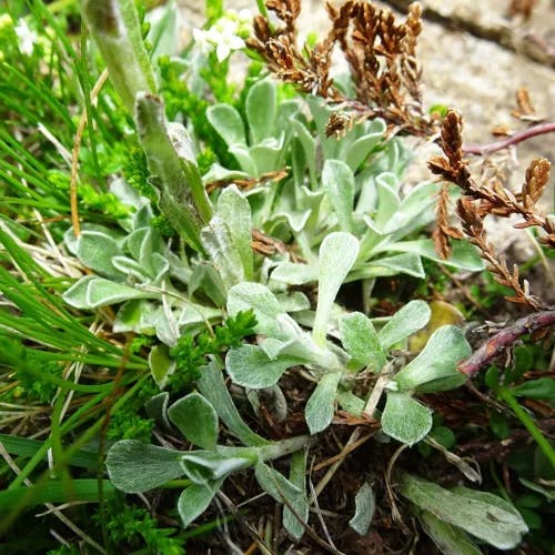 エゾノチチコグサ（蝦夷父子草） (Antennaria dioica)-i